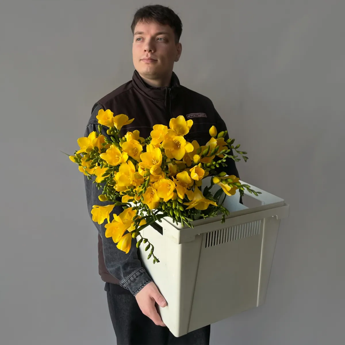 Фрезия "Эн Ван Йеллоу"_2