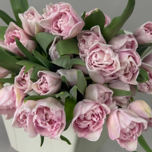 Тюльпан "Ду Мираж"_3