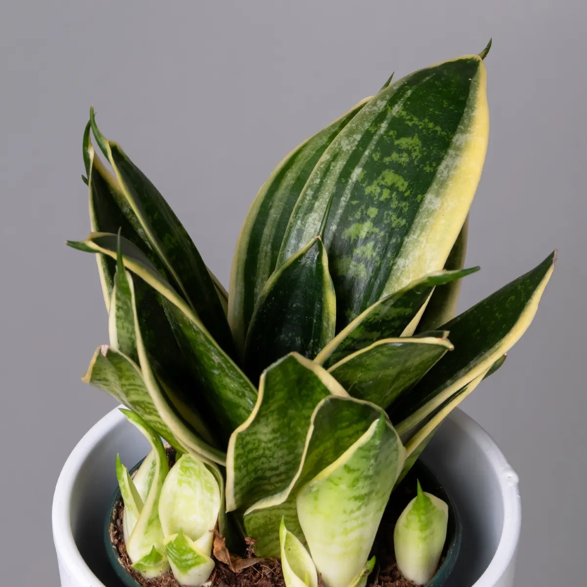 Сансевиерия Голден Эйдж К_3