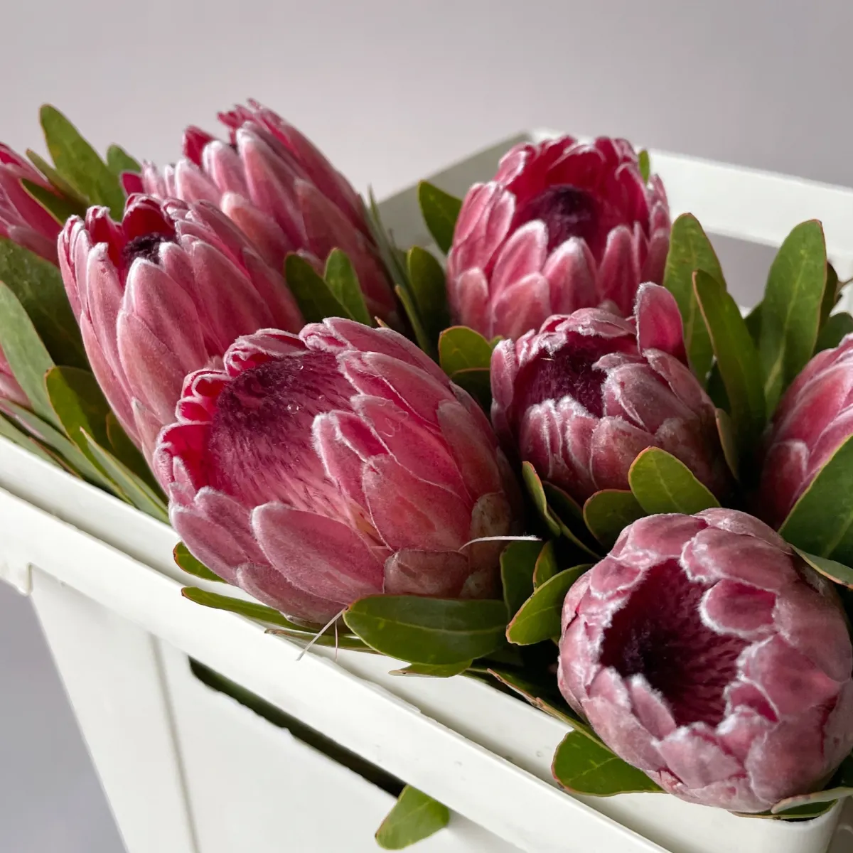 Протея "Пинк Айс"_3