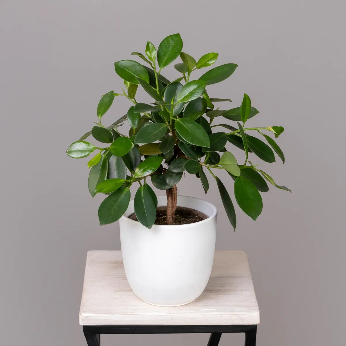 Фикус Майя переплетенный_1