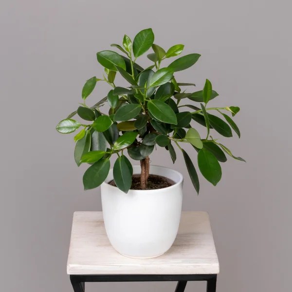 Фикус Майя переплетенный_1