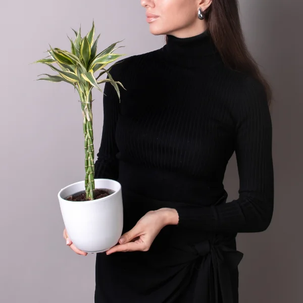 Драцена сандериана Микс переплетенная_1