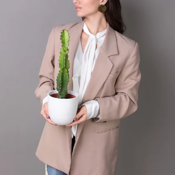 Опунция Консолея Рубесценс_2