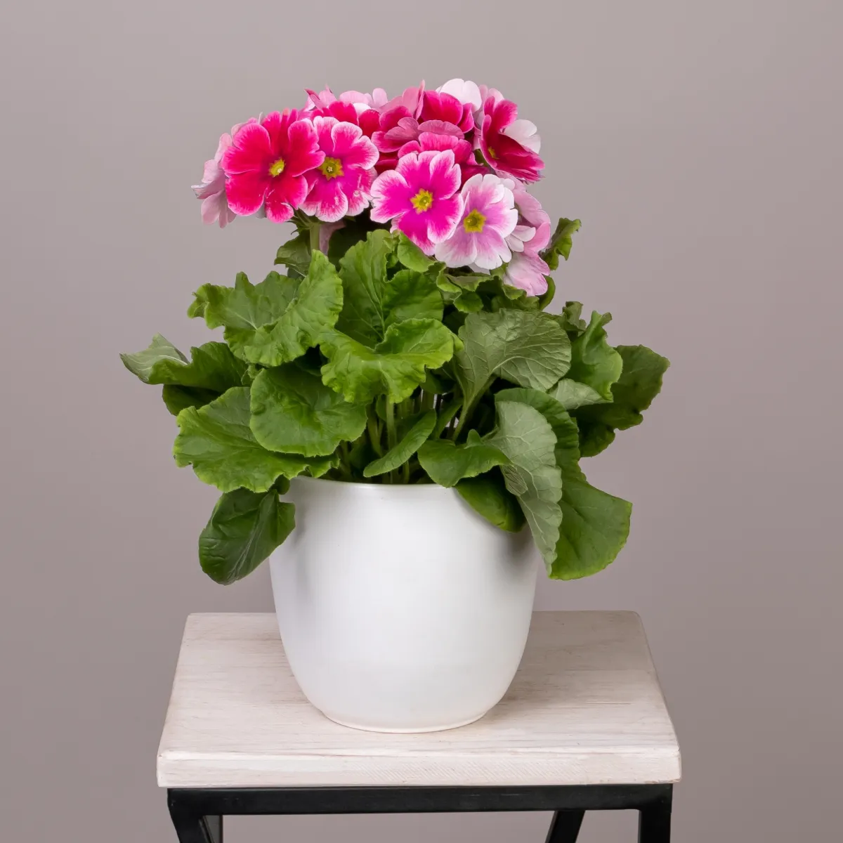 Примула Обконика Розово-Белая_1