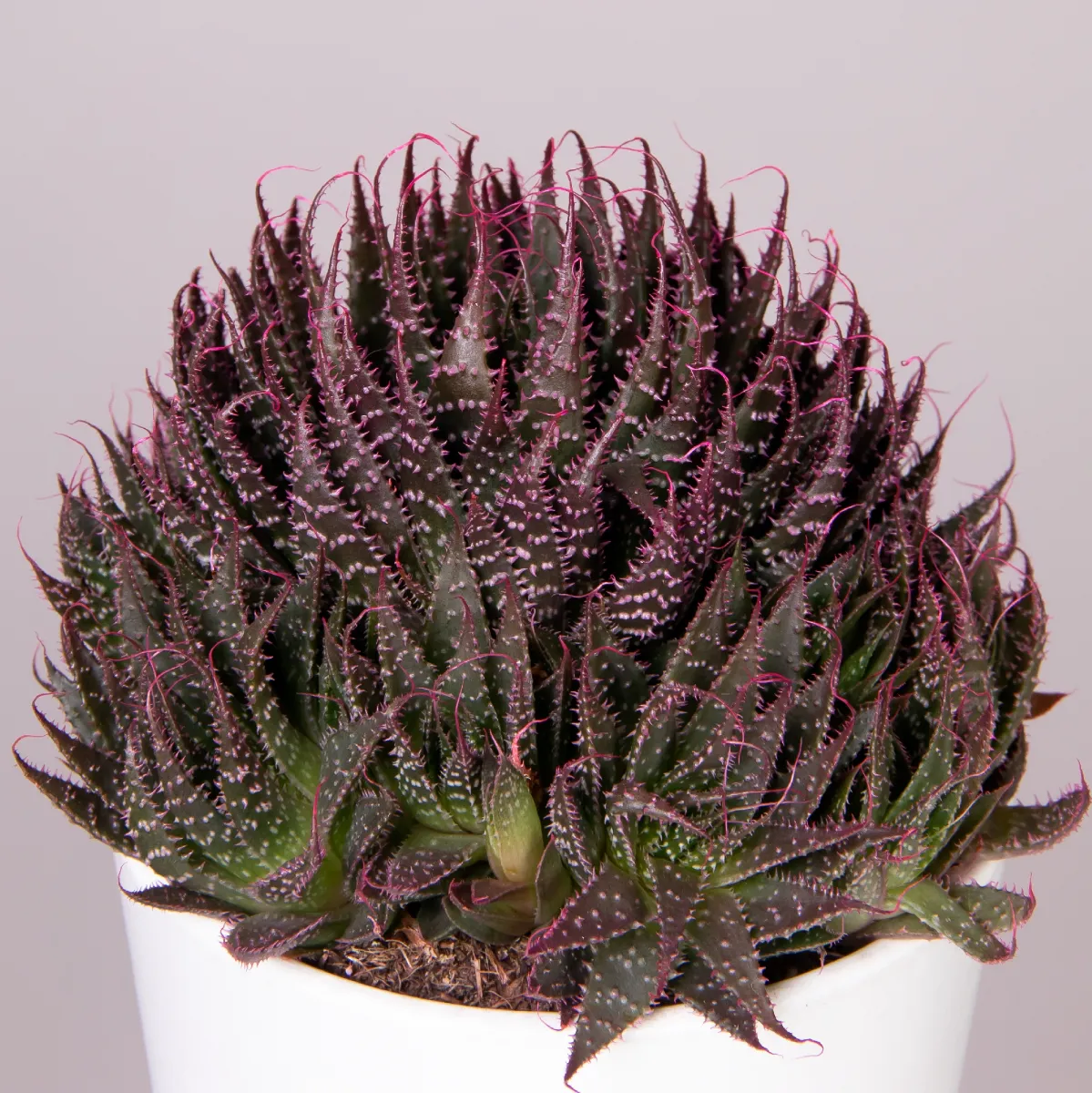 Алоэ Аристата с розовыми кончиками_2