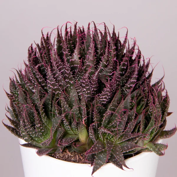 Алоэ Аристата с розовыми кончиками_2