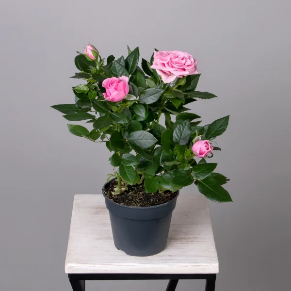 Роза Патио Каталина (розовая)_4