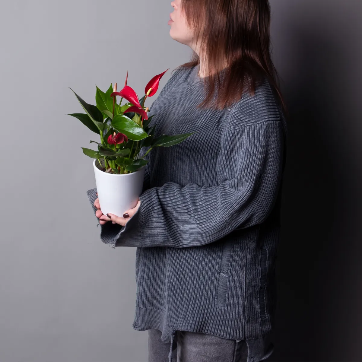 Антуриум андрианум Лилли красный_2