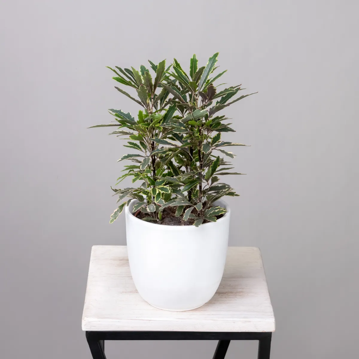 Дизиготека Бианка1