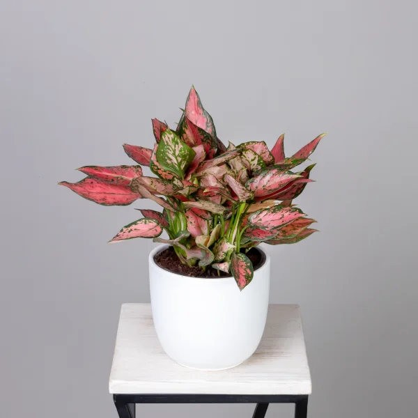 Аглаонема Ред Энджел К_1