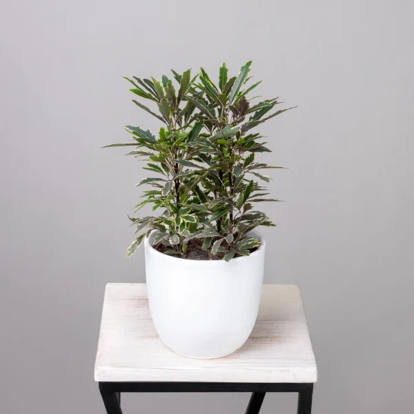 Дизиготека Бианка1