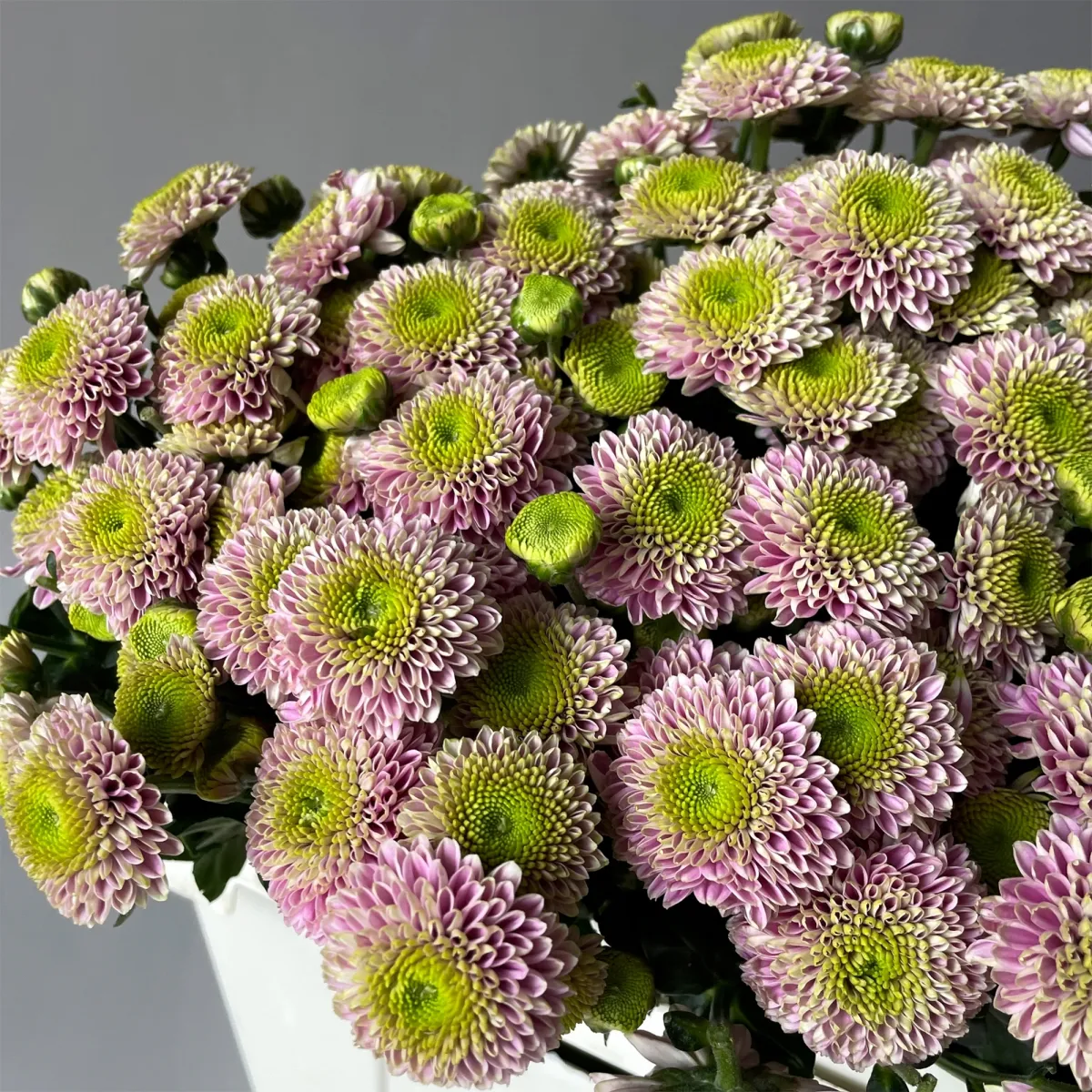 Хризантема сантини "Дженни"_3