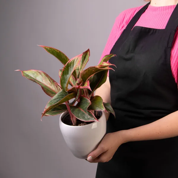 Аглаонема Крит