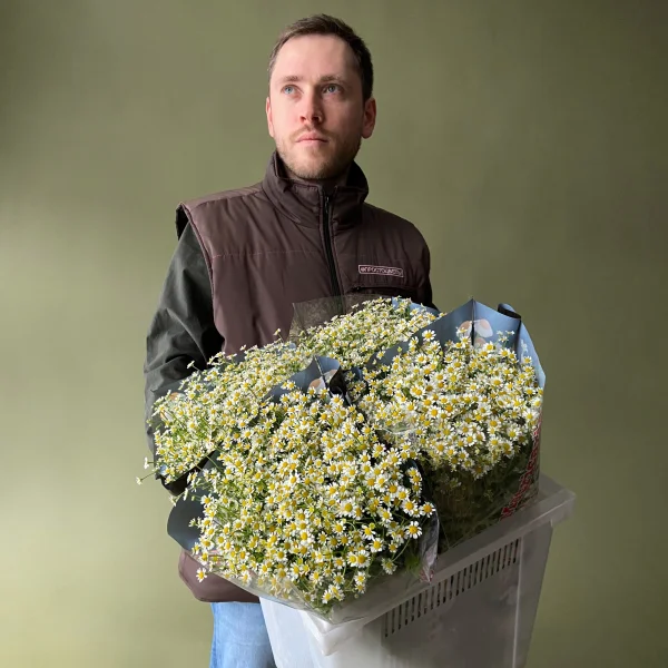 Матрекария "Сингл Вигмо"