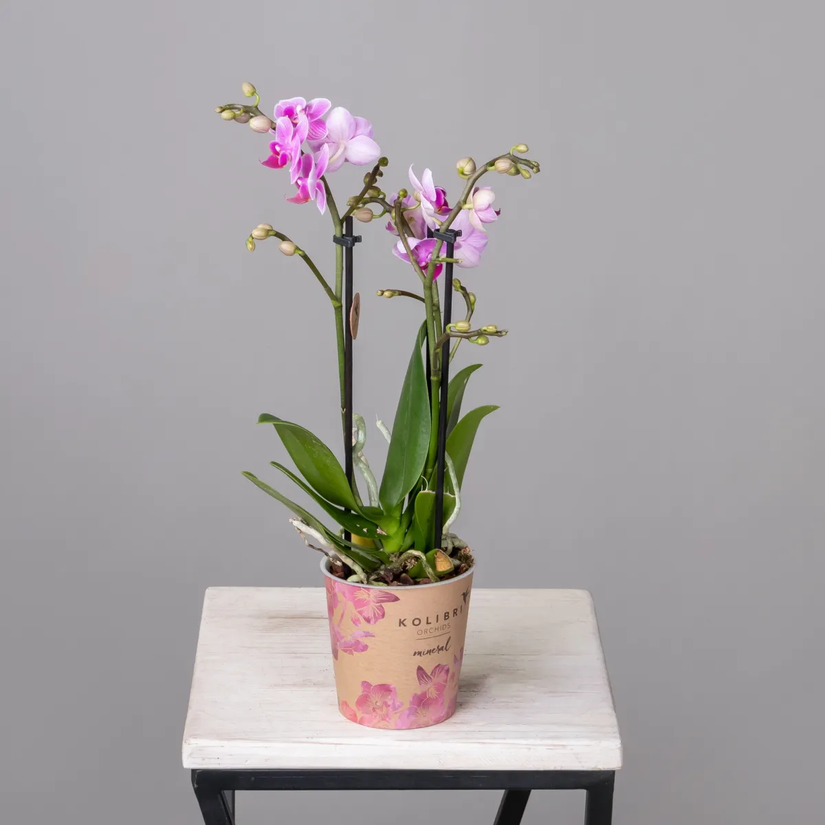 Фаленопсис Свитзеленд 3 ст Розовый4