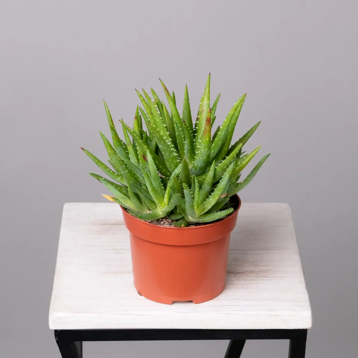 Алоэ Вера Верини4