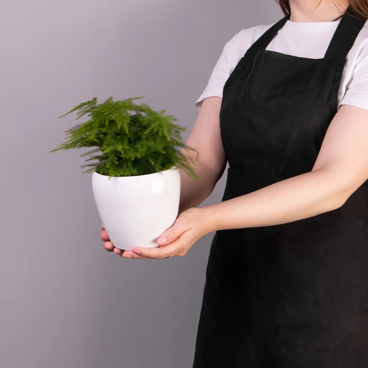 Аспарагус Плюмосус