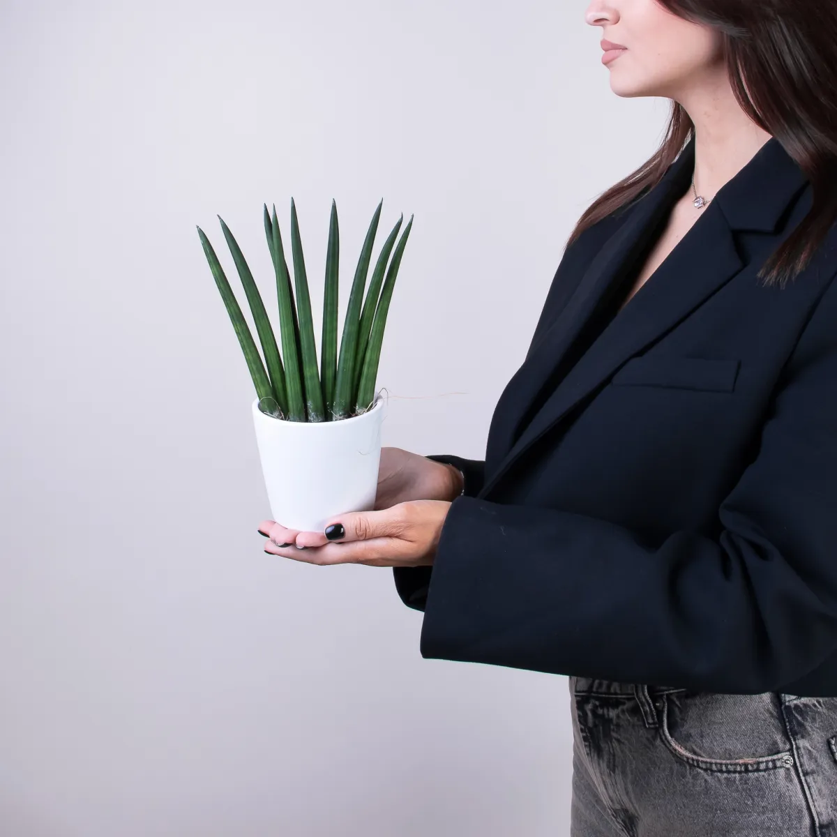 Сансевиерия цилиндрическая2