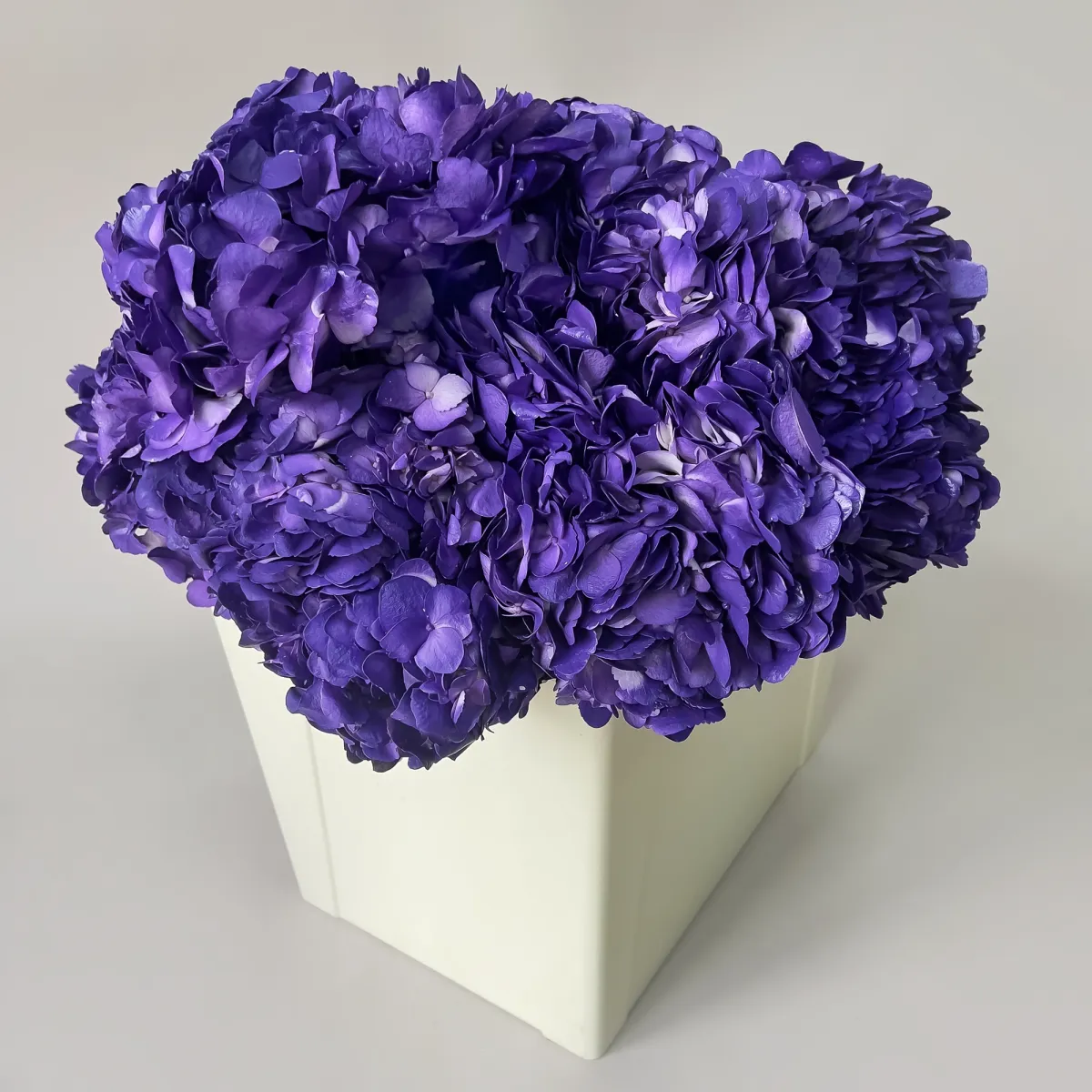 Гидрангия "Грэйп Перпл"