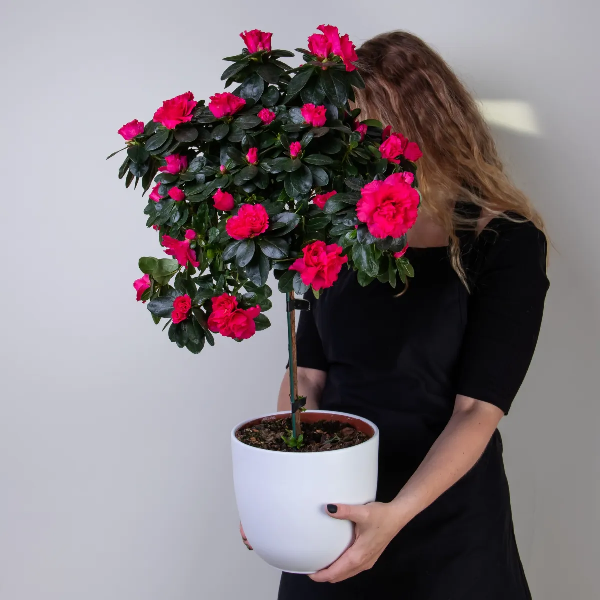 Азалия Штамбовая Микс 2