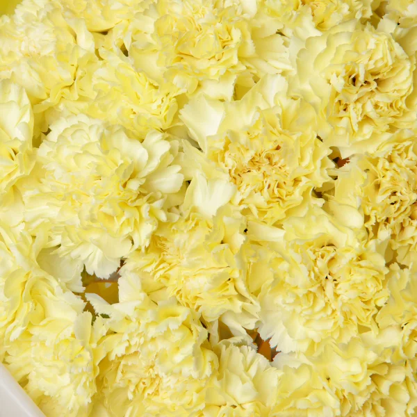 Букет Гвоздика "Йеллоу"_4