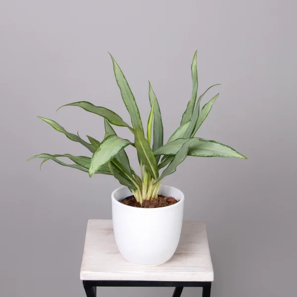 Аглаонема Уайт Ленс_1