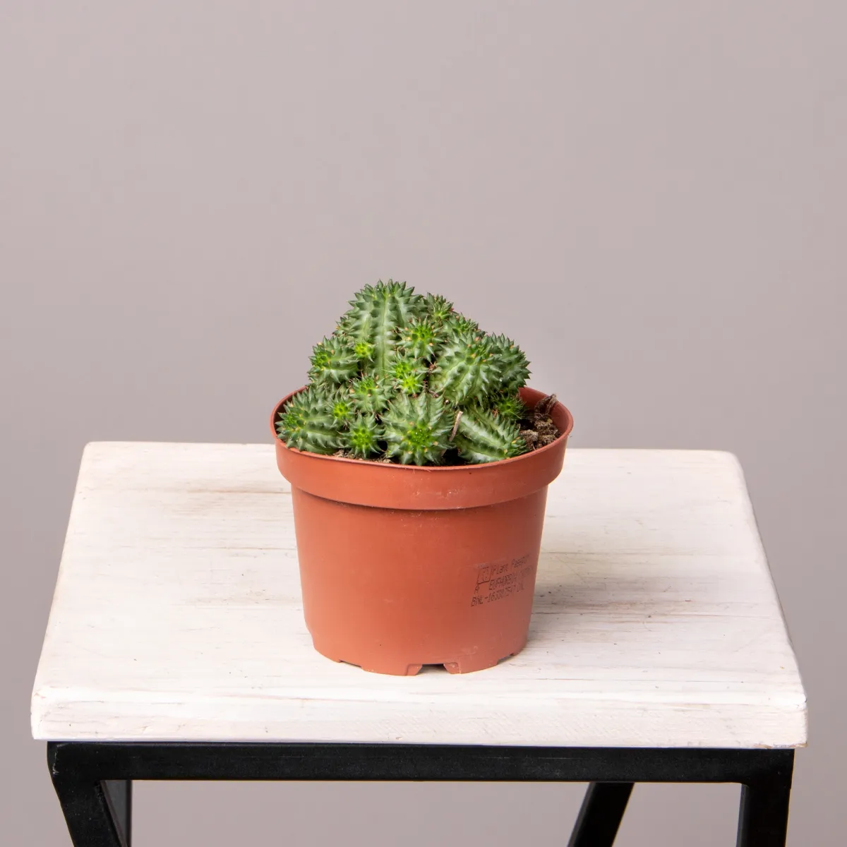 Эуфорбия Сюзанна_4