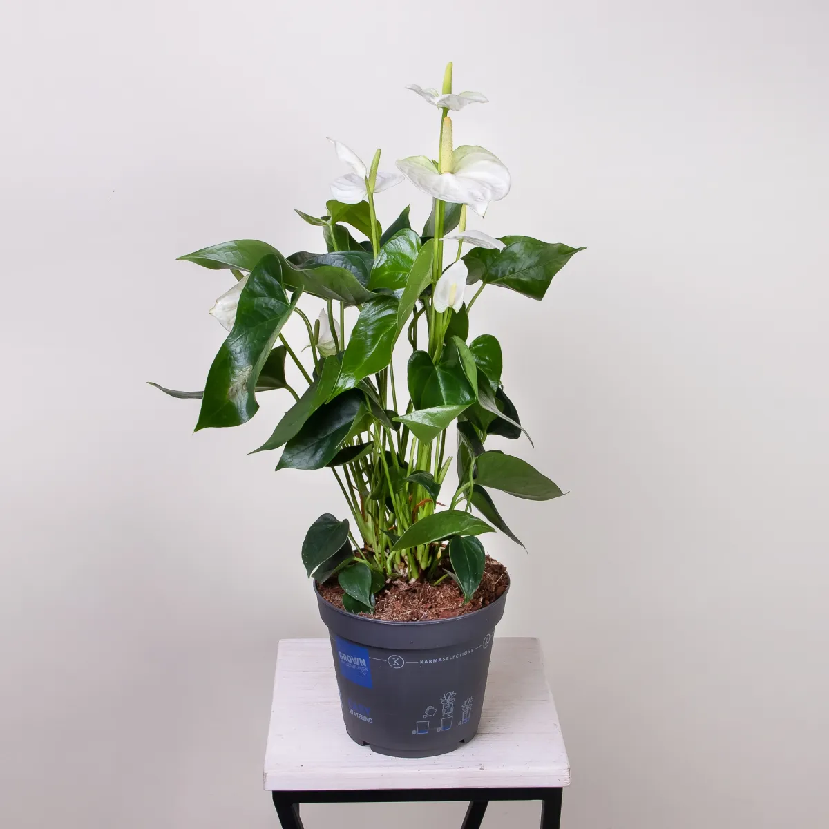 Антуриум андрианум Карма белый4