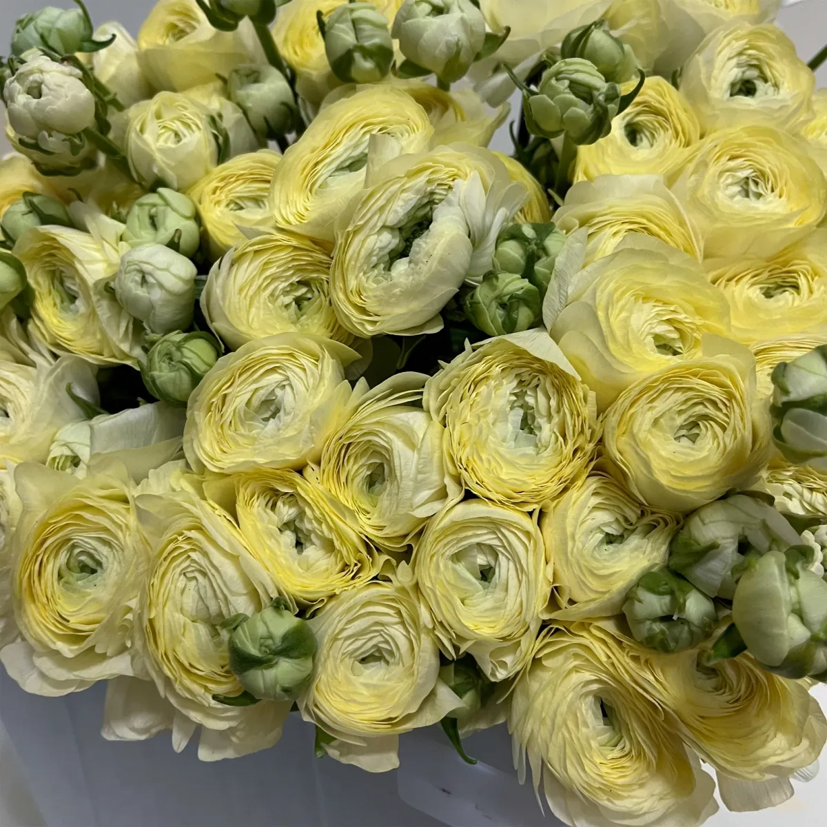 Ранункулус "Элеганс Кремовый"_3