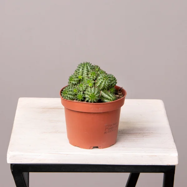 Эуфорбия Сюзанна_4