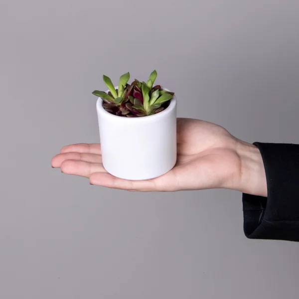 Анакампсерос Рубра_2