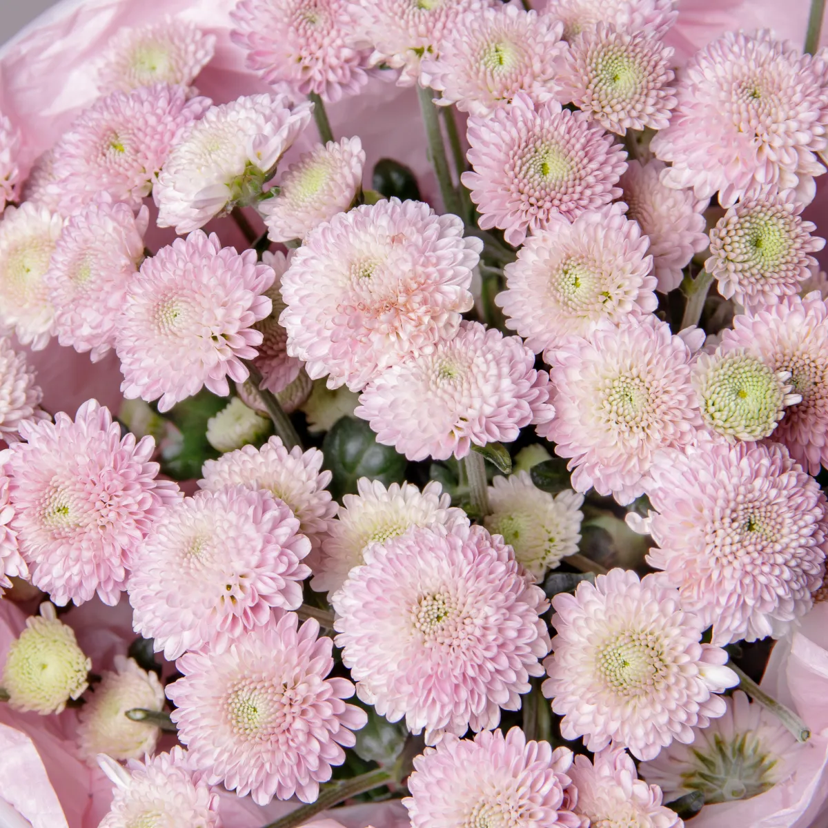 Букет Хризантема сантини "Элисон Смоки"_4