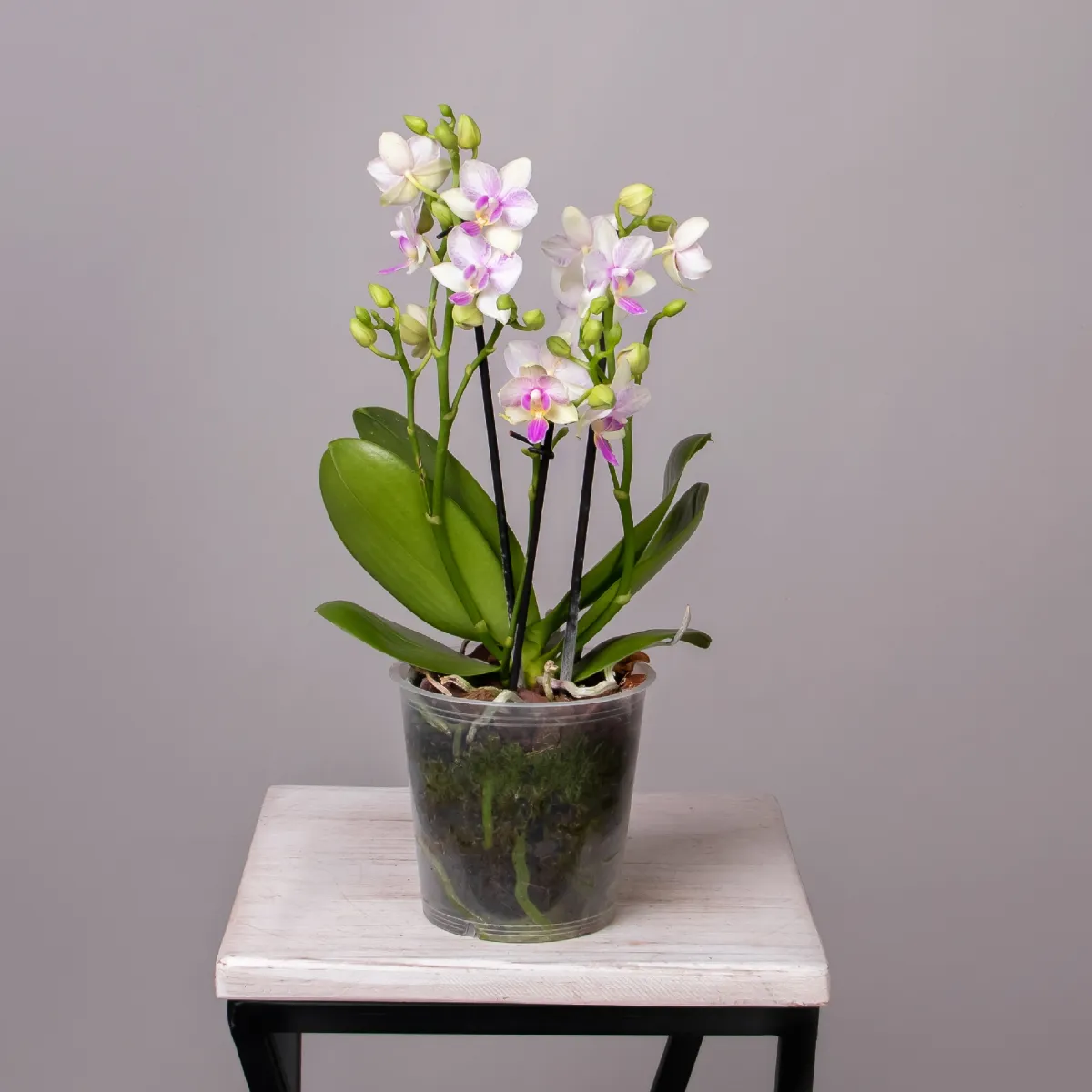 Фаленопсис Блоссом Блисс 3-4 ст_3