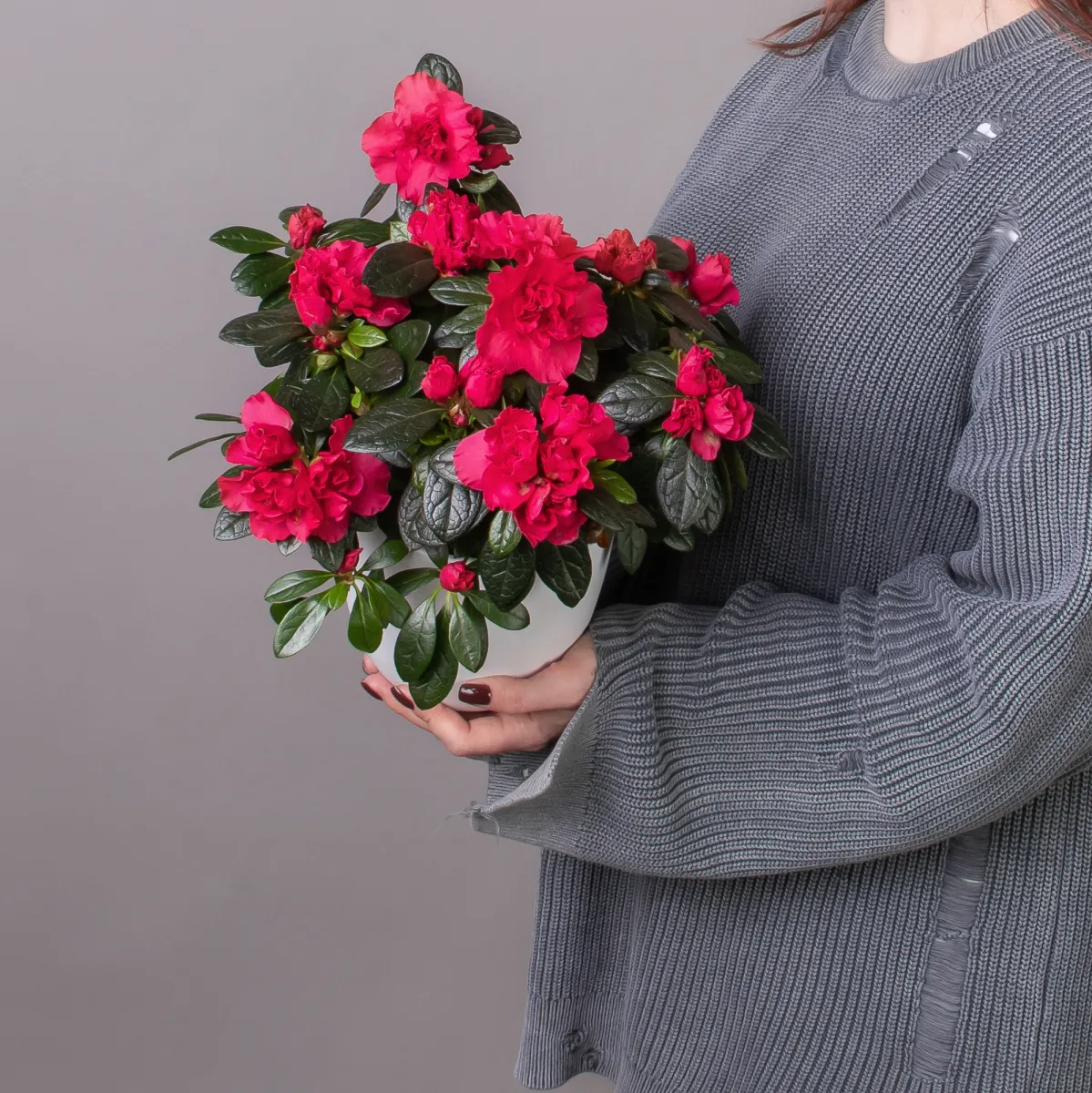 Азалия Отто красная_1