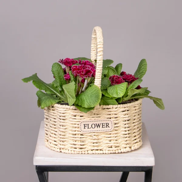 Примула Бордовая в Светлой двойной корзине_1