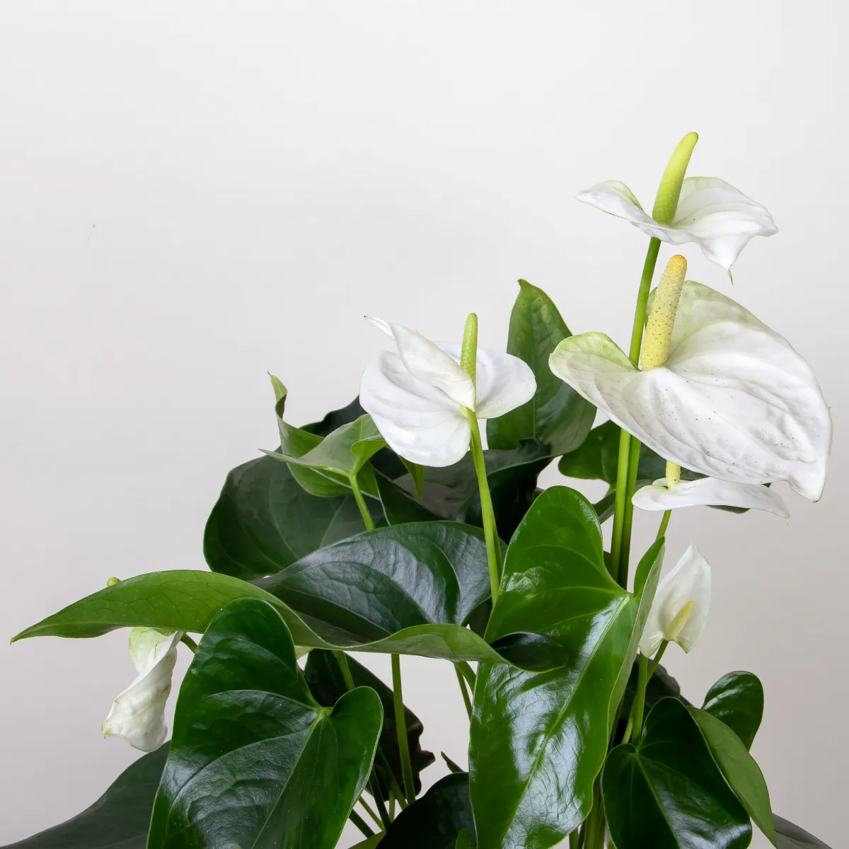 Антуриум андрианум Карма белый3