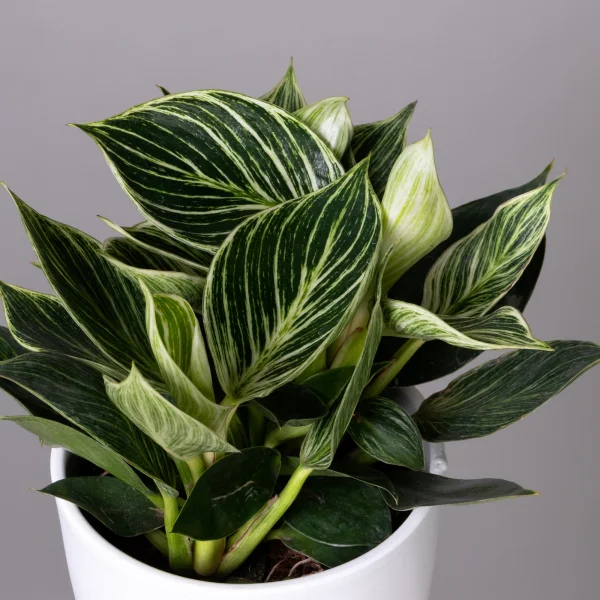 Филодендрон Биркин К_3