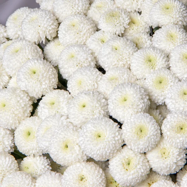 Букет Хризантема кустовая "Ньютон"_4