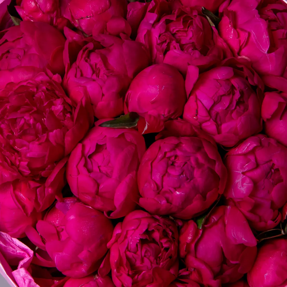 Букет Пион "Авис Варнер"_4