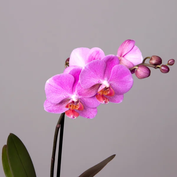 Фаленопсис Литл Колибри Малиновый 1ст._3