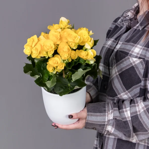 Бегония Элатиор Ребекка Желтая_2