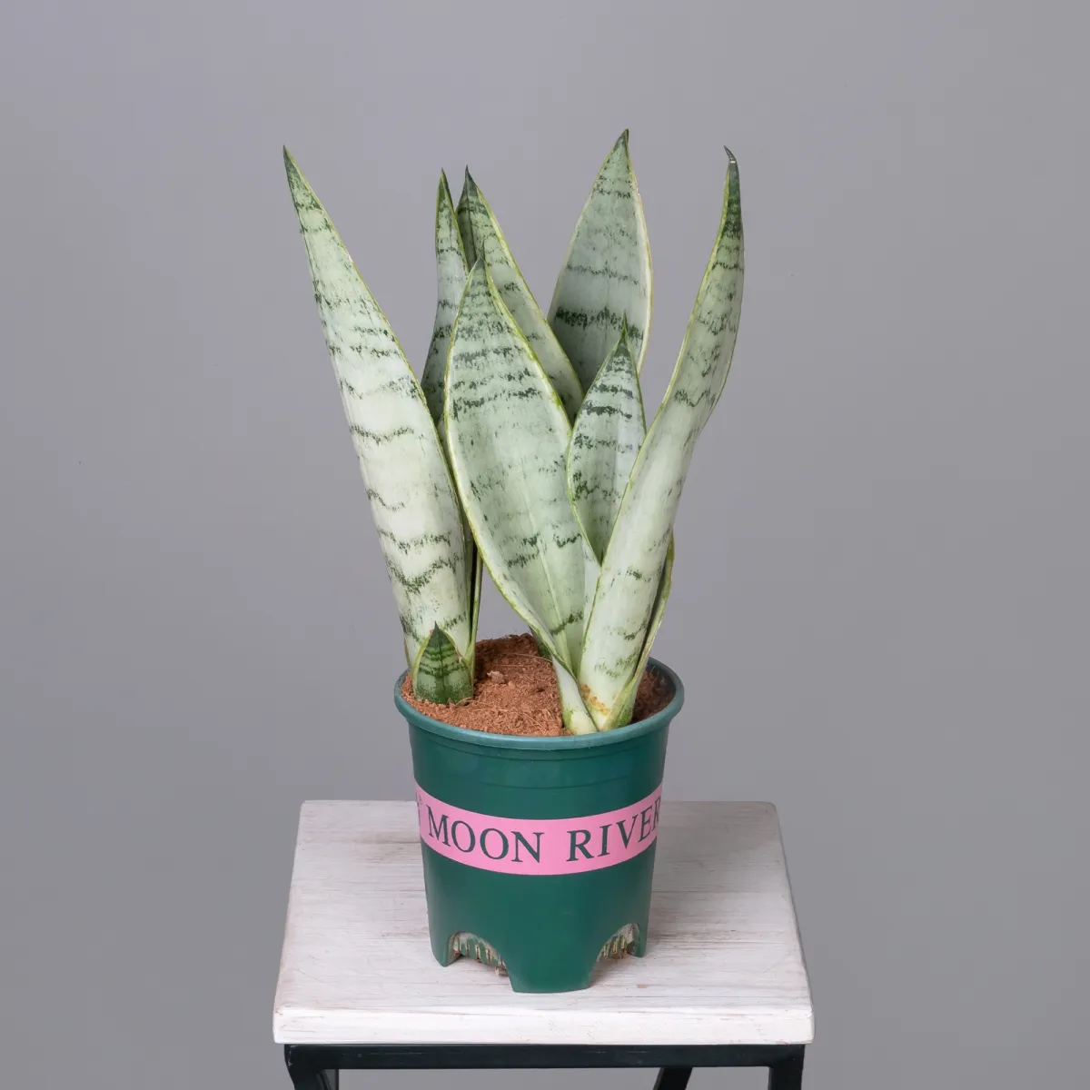 Сансевиерия Уайт Тайгер К_4