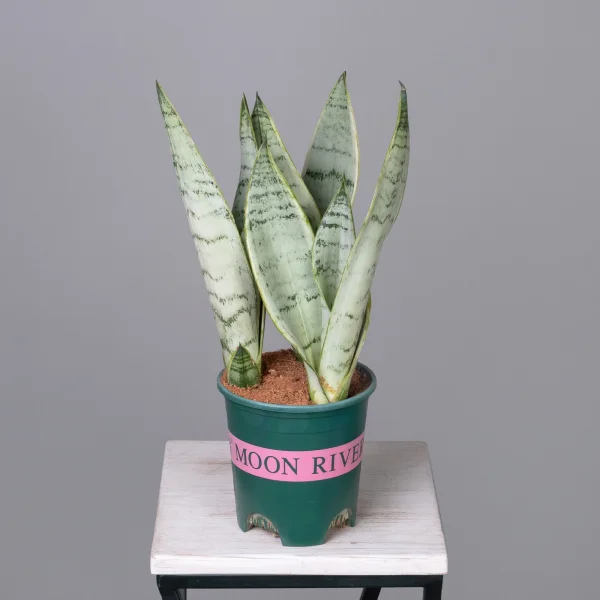 Сансевиерия Уайт Тайгер К_4