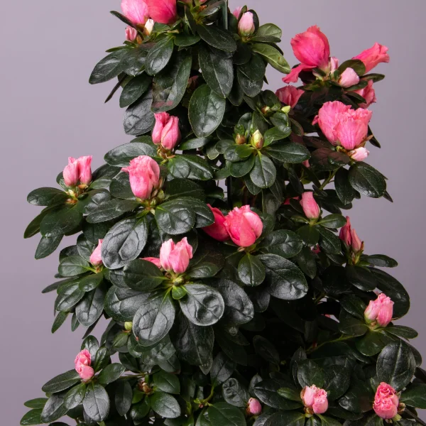 Азалия Индика Пирамида 3