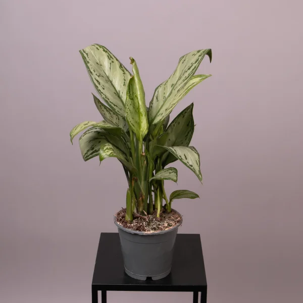 Аглаонема Мария