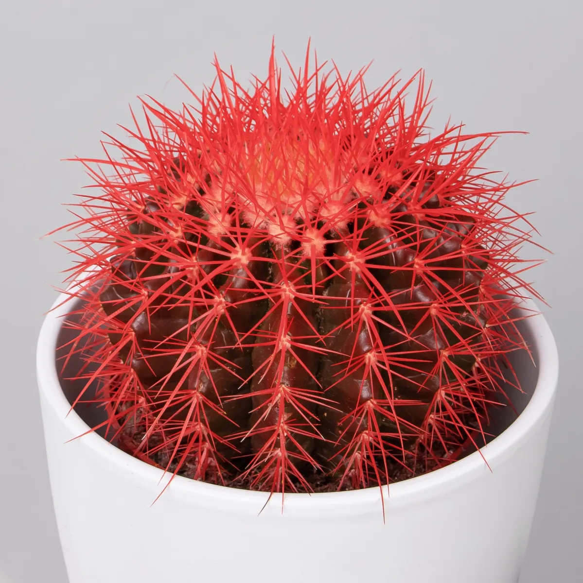 Эхинокактус Грузони крашеный микс_94