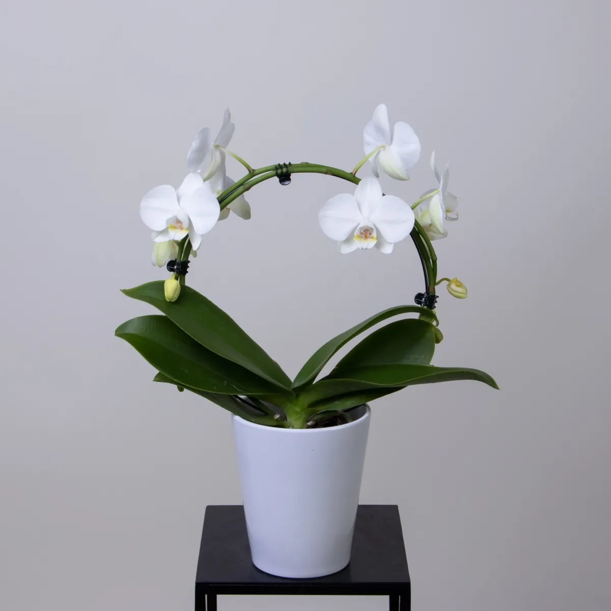 Фаленопсис Круг Белый 2ст