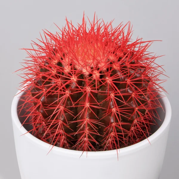 Эхинокактус Грузони крашеный микс_94