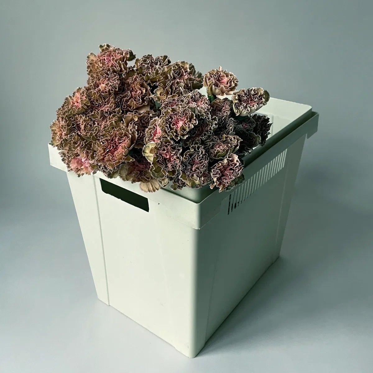 Гвоздика "ПадиДарк"_1